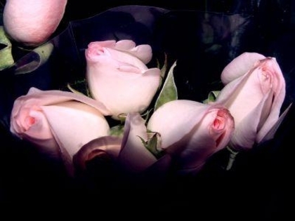 trandafiri rozi