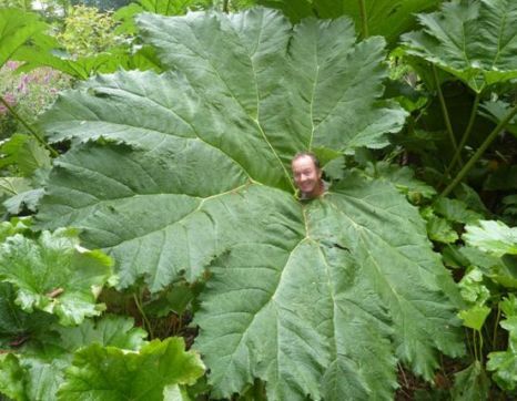 gunnera manicata