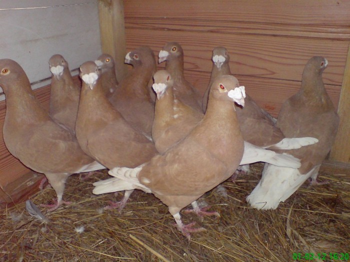 DSC01688 matca galbena