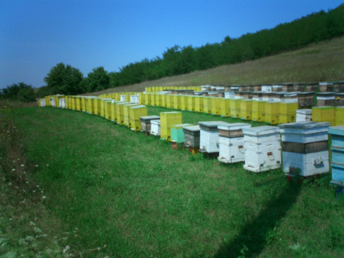 CIMG0166 - Stupinele apicultorilor