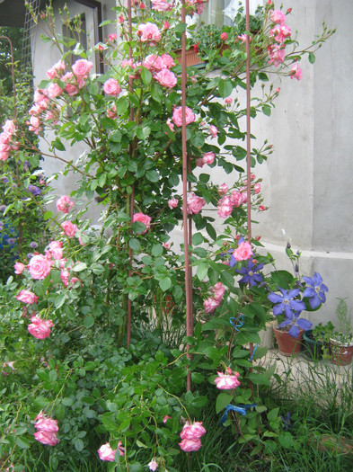 Harlequin - trandafiri 2011