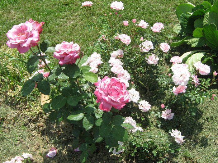 IMG_4637 - trandafiri 2011