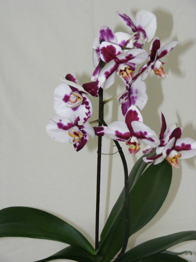 2012 - orhidee 2010-2012
