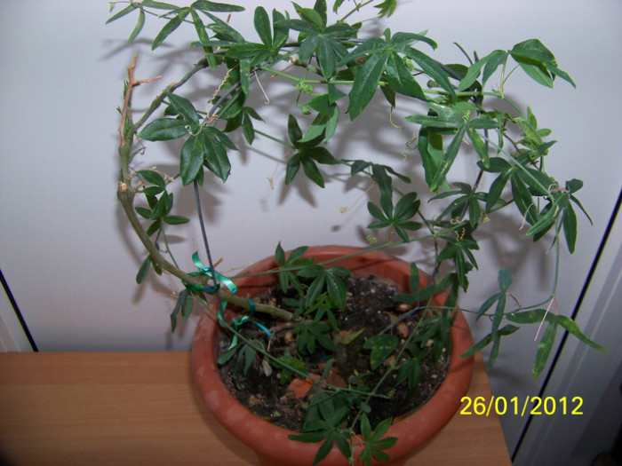 269_4499 - Passiflora 2011
