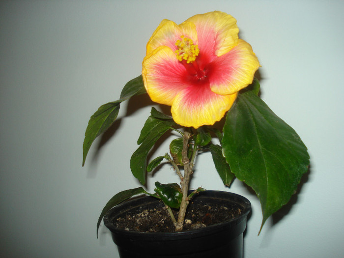 DSC01568 - HIBISCUS 2012