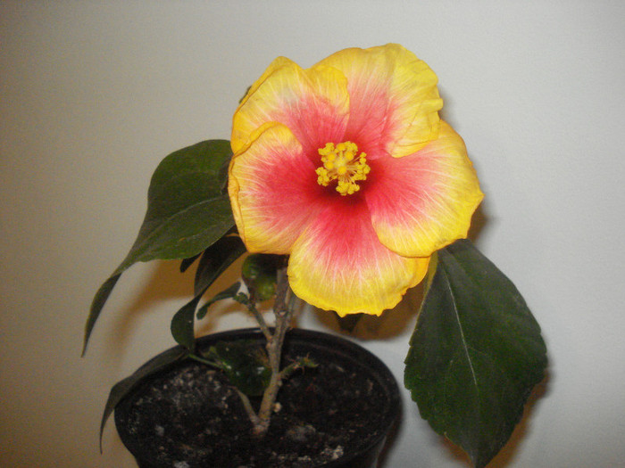 DSC01571 - HIBISCUS 2012