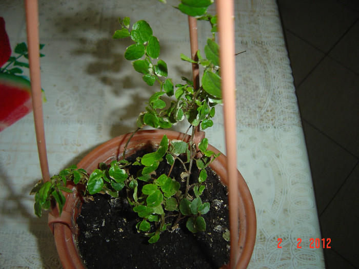 ficus pumila - 2011-2012 FLORI DE CAMERA