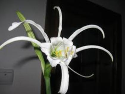 festalis-comparatie - Hymenocallis rari bulbi