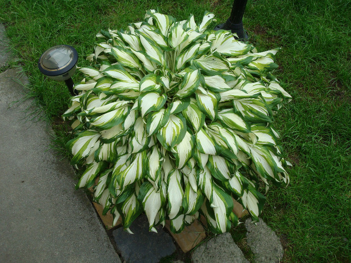 036  HOSTA VARIEGATA