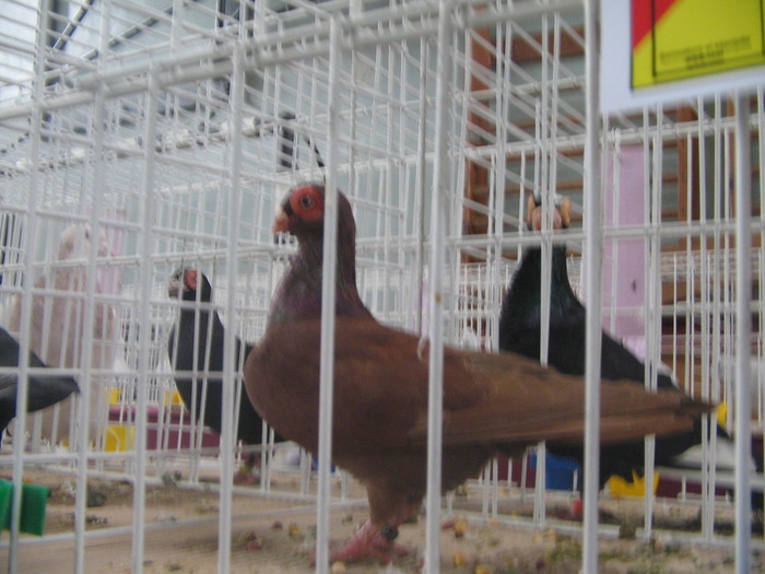 CAMP JUD CRAIOVA 2011-F