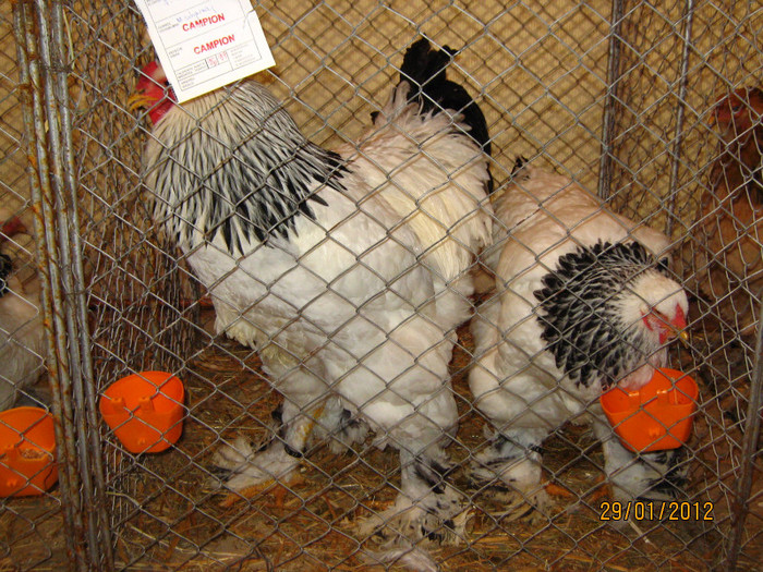 brahma herminat deschis - z EXPOZITIE SATU MARE IANUARIE 2012