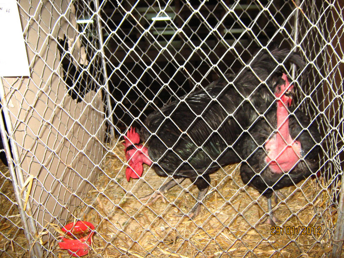 gat golas de transilvania negru 2