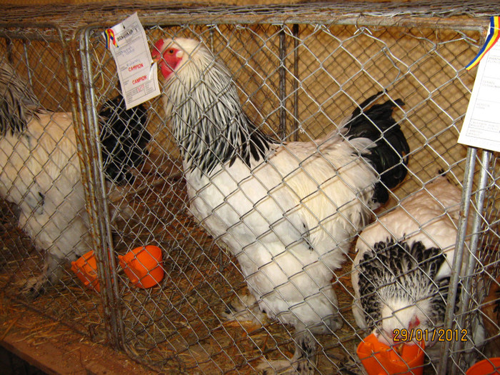 brahma herminat deschis 1