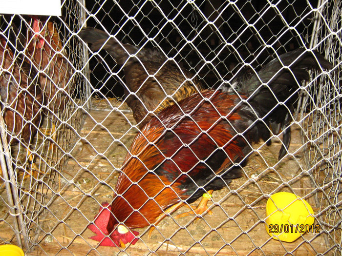 italiana potarnichie