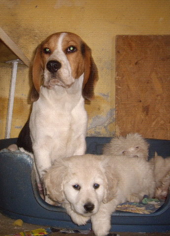 beagle si golden retriever - beagle