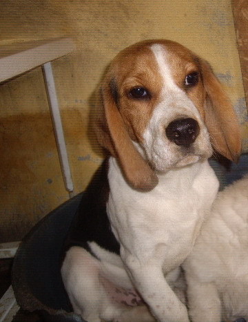 Google - beagle