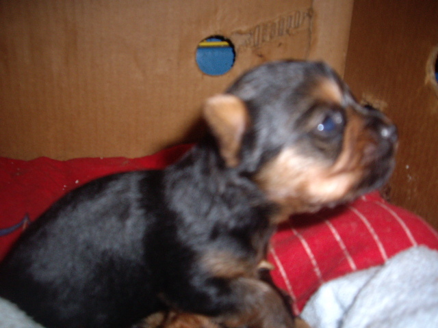 Yorky Bonny - Yorkshire terrier