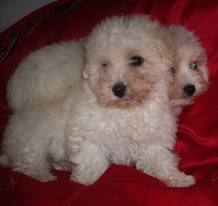 Bichon Havanese - Bichon Havanese