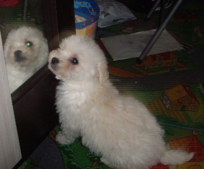 Bichon Havanese; baietel 2 luni
