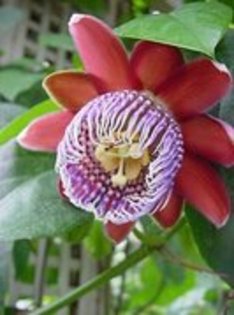 62260094_GQPCUAN2 - achizitii-00