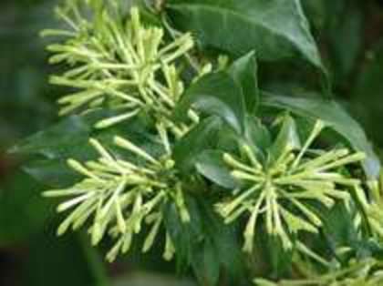 seminte - achizitii-00