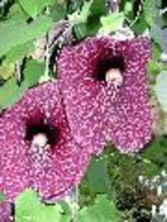 seminte-aristolochia gigantea - achizitii-00