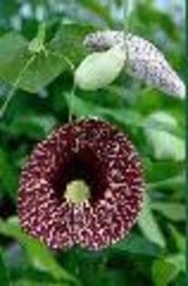 seminte - achizitii-00