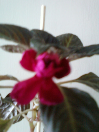 26 ian 2012 039 - impatiens