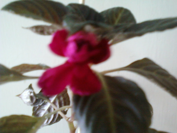 26 ian 2012 040 - impatiens