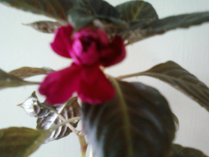 26 ian 2012 041 - impatiens