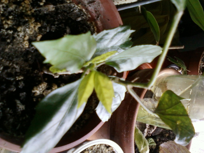 26 ian 2012 046; cubanezul de la mama, creste...
