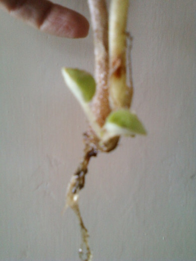 26 ian 2012 052; frunze de violeta cu radacini form in apa
