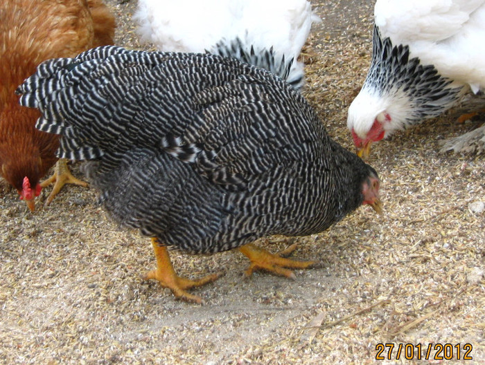 plymouth 8 - plymouth rock barat