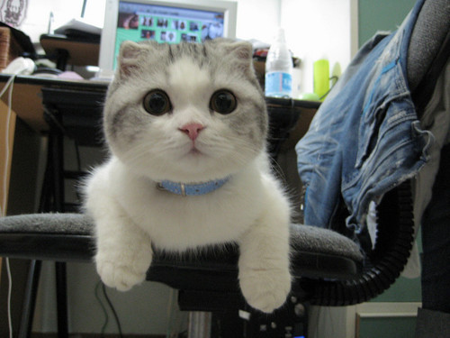 tumblr_lqvcyvjGSh1qi4m4yo1_500_large