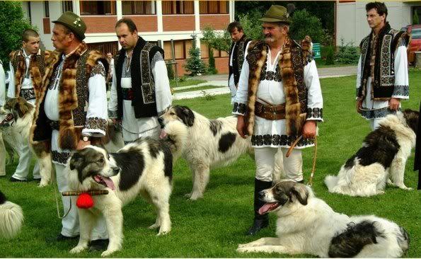 crb1 - BUCOVINA COLT DE RAI