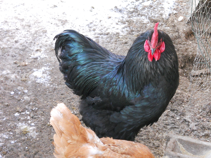 28.01.2012 023 - gaini australorp_orpington