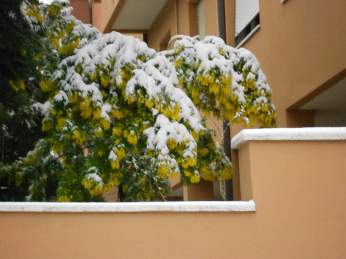 mimosa sub greutatea zàpezi