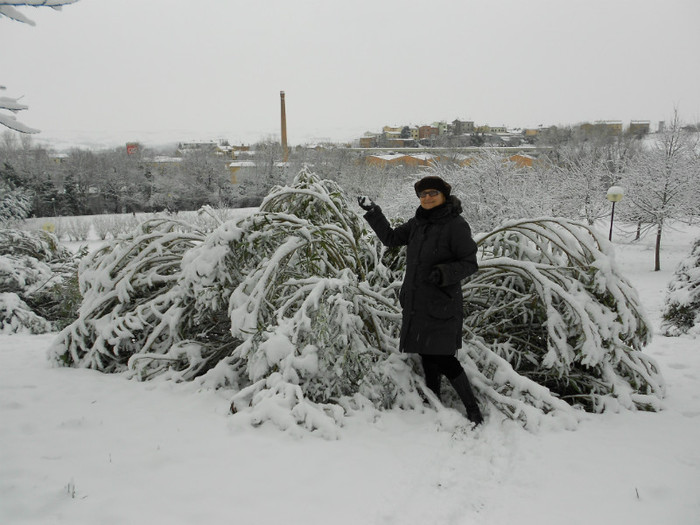 leandri s-au aplecat la pàmint sub greutatea zàpezi