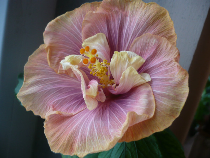 P1110417