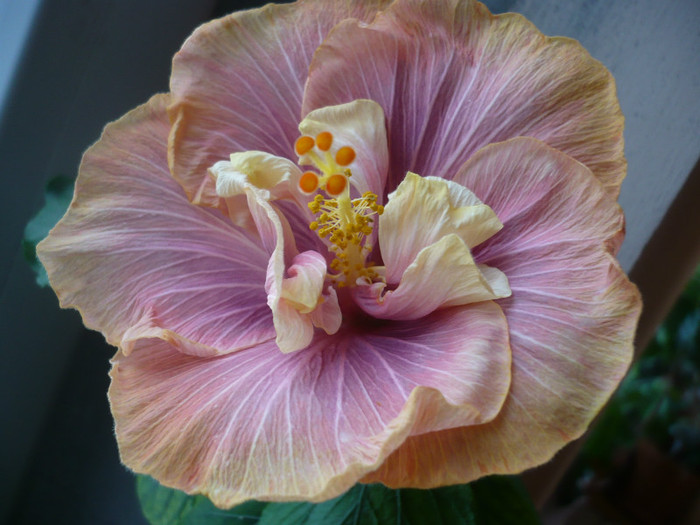 P1110420