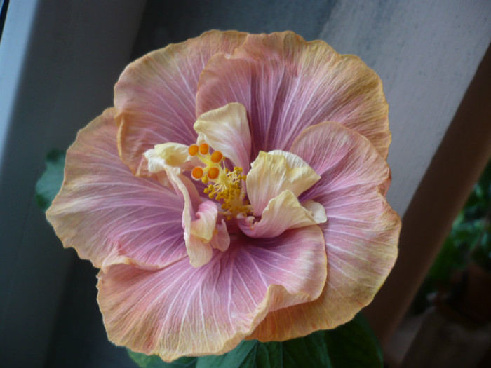 P1110421