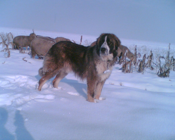 (3)Osman Osman de Mindilica 9 l 08