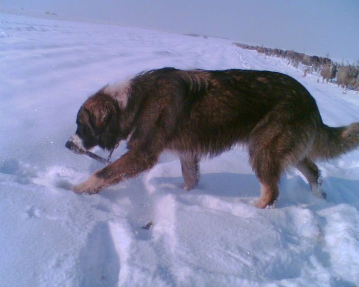 (4)Osman Osman de Mindilica 9 l 08