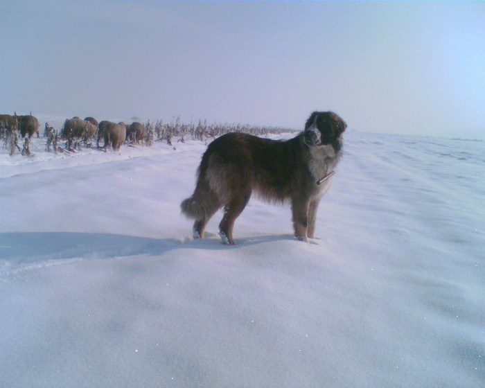 (6)Osman Osman de Mindilica 9 l 08