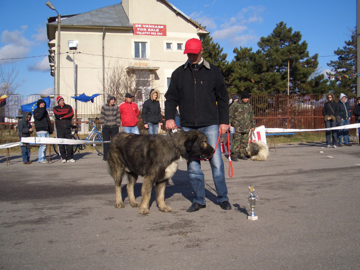 Milcov de Mindilica Etapa IV COMISANI 2008 17 - Cainii canisei de Zaharia