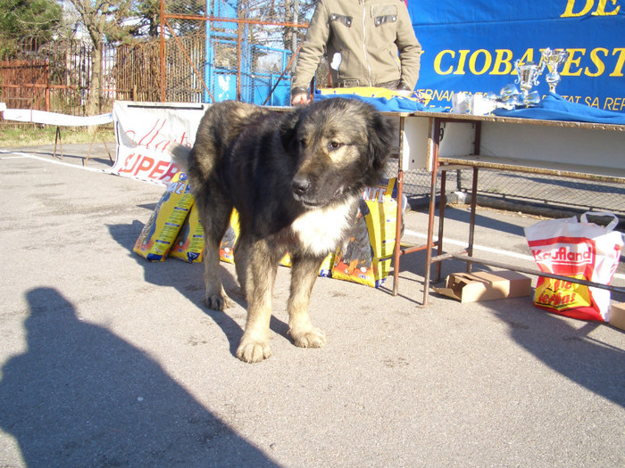 Milcov de Mindilica Milcov de Mindilica Etapa IV COMISANI 2008 15