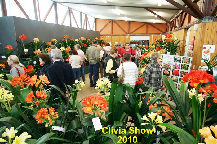  - Expozitii Clivia