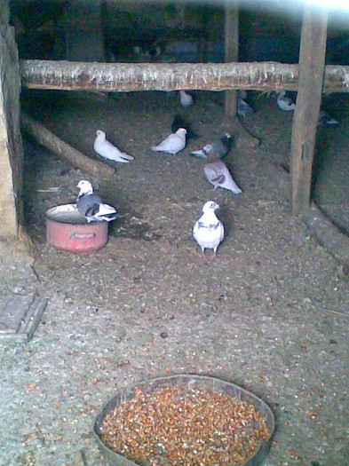 JPG015 - Porumbei mei