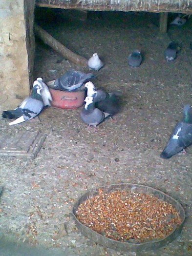 O parte din porumbei mei