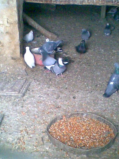 Porumbei mei la apă